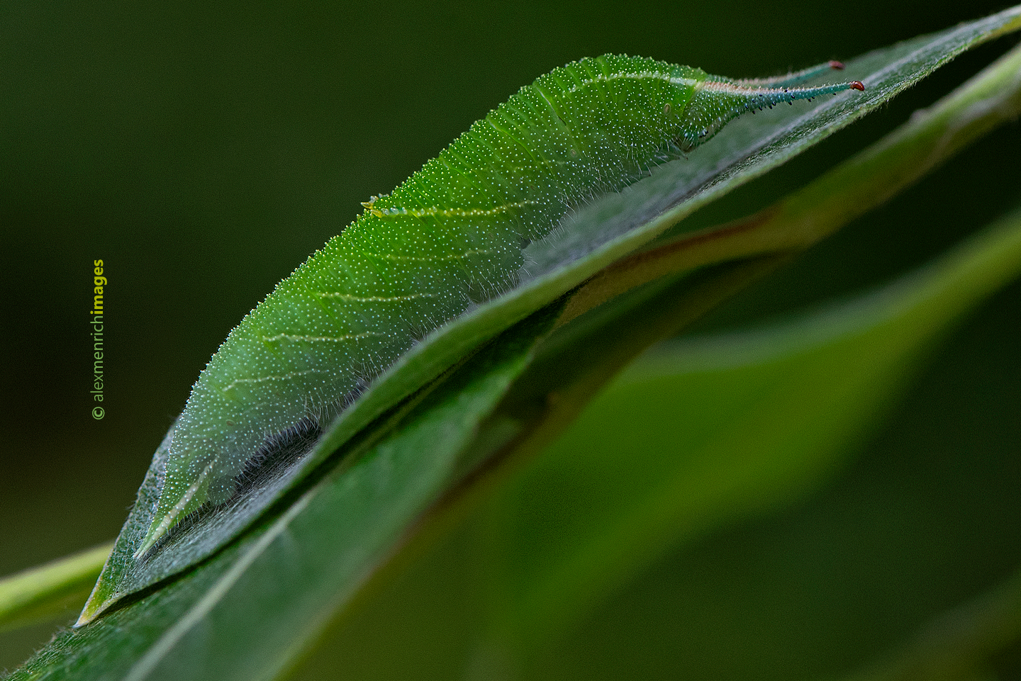 Apatura hernyója.png